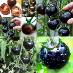 Gói 5 hạt cà chua đen 1