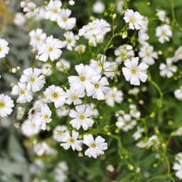 Gói 100 hạt giống hoa baby trắng trồng chậu - Gypsophila Gypsy / Baby breath - Nanuseed 4
