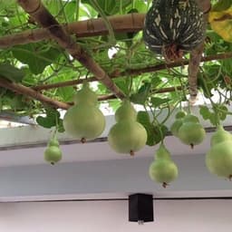 Hạt giống bầu hồ lô cao sản - siêu quả - quả xanh bóng vị ngọt - trồng quanh năm - thu hoạch sau 40 ngày 4