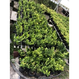 Cây Siro giống siêu trái - size 30-40cm 2