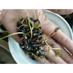 Củ giống Súng Thái mini giao màu ngẫu nhiên, ko lựa màu 2