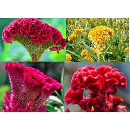Gói 30 hạt giống mồng gà búa nhiều màu 5