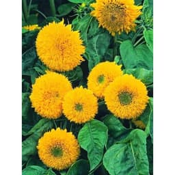 Gói 30 hạt hướng dương nga kép lùn 5
