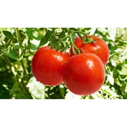 Gói 0.1g hạt giống cà chua chịu nhiệt F1 2