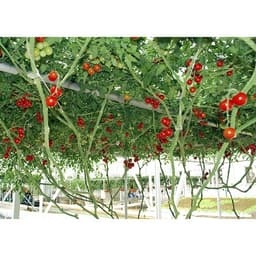 Gói 20 hạt giống Cà chua bạch tuộc leo giàn quả to 700-900gr/trái - 85 ngày bắt đầu thu hoạch 3