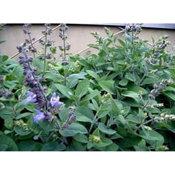 Gói 20  hạt giống Xô Thơm Sage 1