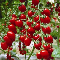 Gói 0.1g cà chua Cherry - cà chua bi F1 2