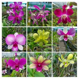 [Cây giống] Hoa lan Dendro MÀU NẮNG dễ trồng, siêng hoa, giao màu ngẫu nhiên, không lựa màu 5