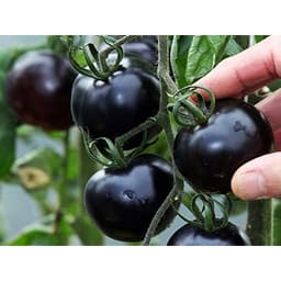 Gói 5 hạt cà chua đen 5