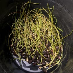 [Đã cắt đầu] Gói 5 Hạt Giống Hoa Sen Mini Nhật Mix 5 màu khác nhau - kèm dung dịch thuỷ canh, tỷ lệ nảy mầm cao 7