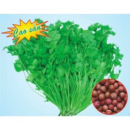 HẠT GIỐNG NGÒ HẠT LỚN Ngò Đỏ Mùi ta - 20gr 6