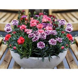 Hạt Giống Hoa Cẩm Chướng Kép Mix Đủ Màu Cực Dễ Nảy Mầm 3