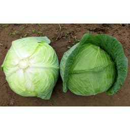 Gói 1g hạt giống bắp cải F1 Tropica Queen 4