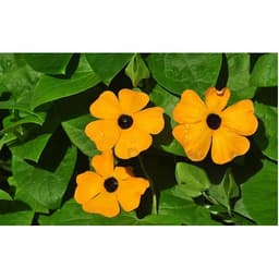 Gói 0.5GR hạt giống hoa Ánh Dương Nhiều Màu (dây leo) 3