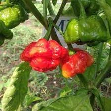 Gói 10 hạt giống ớt Jamaica đỏ 2