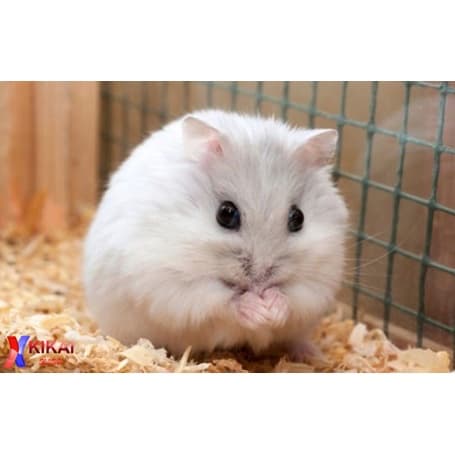 Dăm bào gỗ tự nhiên dùng lót chuồng cho các bé mèo, thỏ, hamster,...