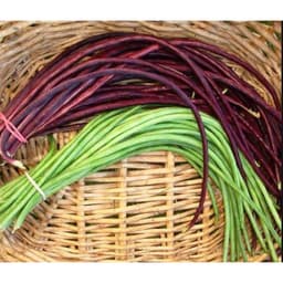 Gói 10GR hạt giống Đậu Đũa Tím Cao Sản (Da Tím) 2