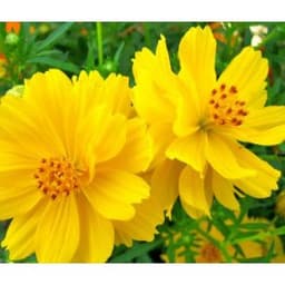 Gói 50 hạt giống hoa Cúc Sao Nháy Lùn Kép Vàng 2