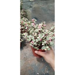 Châu cây sen đá Dolla hồng cẩm thạch bụi lớn 2