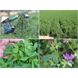 Gói 1KG hạt giống Cỏ Đậu ALFALFA 5