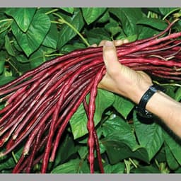 Gói 10GR hạt giống Đậu Đũa Tím Cao Sản (Da Tím) 5
