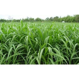 Gói 1KG hạt giống Cỏ Chịu Ngập Ubon Paspalum 2