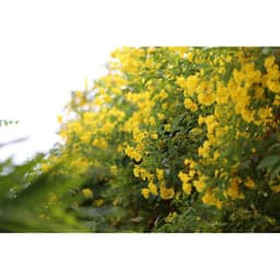 Gói 0.4gr hạt giống hoa Huỳnh Liên 3