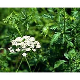 Gói 50  hạt giống Tiểu Hồi Anise 1