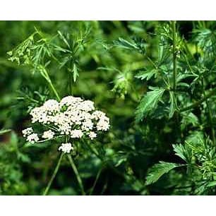 Gói 50  hạt giống Tiểu Hồi Anise