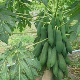 Gói 100 hạt giống đu đủ lùn F1 Thái Lan ruột đỏ 2