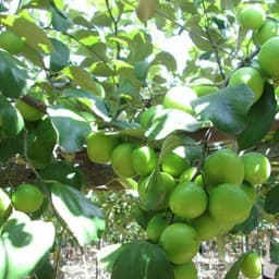 [Hoả tốc HCM] Cây giống táo lê Đài Loan - Táo Thái - cho trái to (8-11 quả/kg) vỏ mỏng, ăn giòn ngon và ngọt 2