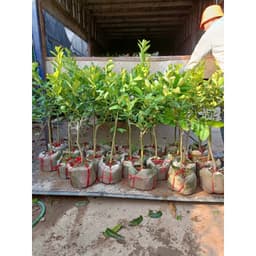[Hoả tốc HCM] Cây chanh vàng Mỹ thân gỗ trồng chậu trưởng thành dáng tree rất đẹp 4