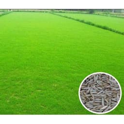 HẠT GIỐNG CỎ TRỒNG THẢM BERMUDA - 50Gr 4