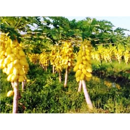 Gói 5 hạt giống đu đủ vỏ vàng F1 Thái Lan 6