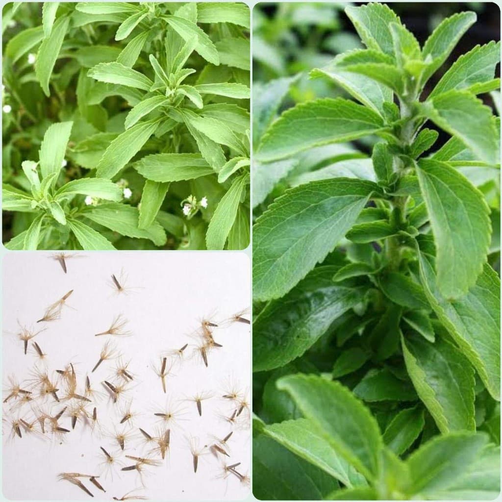 Gói 5 hạt giống Cỏ Ngọt Stevia