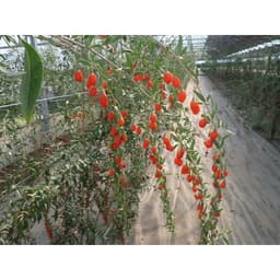 Gói 10 hạt giống Câu Kỷ Tử GojiBerry 1