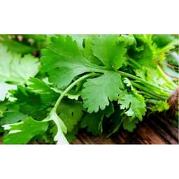 Gói 20g hạt giống ngò Bạc Liêu 1