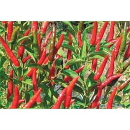 Gói 0.1g hạt giống ớt chỉ thiên siêu cay F1 3