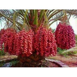 Gói 10 hạt giống cây chà là Thái Lan 3