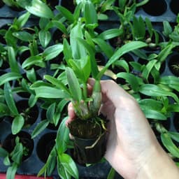 [Cây giống] Hoa lan Dendro MÀU NẮNG dễ trồng, siêng hoa, giao màu ngẫu nhiên, không lựa màu 1