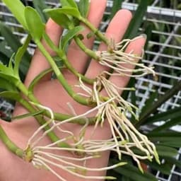 Kích rễ siêu mạnh kích thích tăng trường cho cây 4
