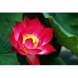 Gói 10 hạt giống sen ta - Sen Hồng Việt Nam - Vietnamese Lotus 5