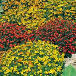 Gói 100  hạt giống hoa Cúc Vạn Thọ Mâm Xôi Mix 3