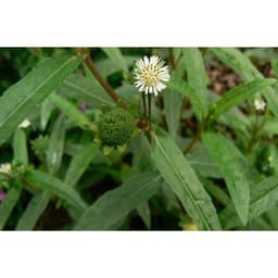 Gói 50 hạt giống Cỏ Mực Nhọ Nồi 2