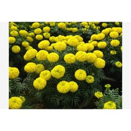 Hạt Giống Hoa Vạn Thọ Mỹ 6