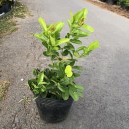 Cây Siro giống siêu trái - size 30-40cm 1