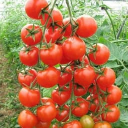 Hạt giống cà chua bi chùm siêu quả 3