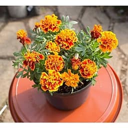 Gói 50 hạt giống hoa Cúc Vạn Thọ Ban Mai Lùn 30cm Đỏ Đậm Rìa Vàng 2