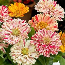 Gói 50 hạt giống hoa Cúc Lá Nhám CandyStripe 3