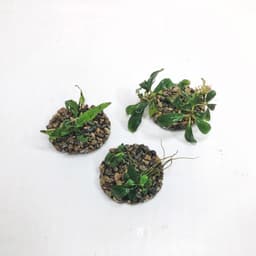 Giá thể ươm bucep, ráy, dương xỉ thủy sinh nhiều kích thước 3